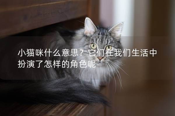 小猫咪什么意思？它们在我们生活中扮演了怎样的角色呢