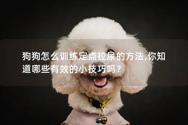 狗狗怎么训练定点拉尿的方法,你知道哪些有效的小技巧吗？