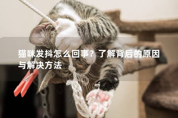 猫咪发抖怎么回事？了解背后的原因与解决方法