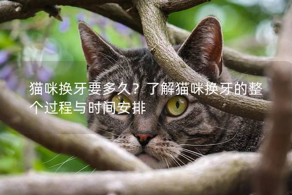 猫咪换牙要多久？了解猫咪换牙的整个过程与时间安排