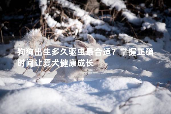 狗狗出生多久驱虫最合适？掌握正确时间让爱犬健康成长