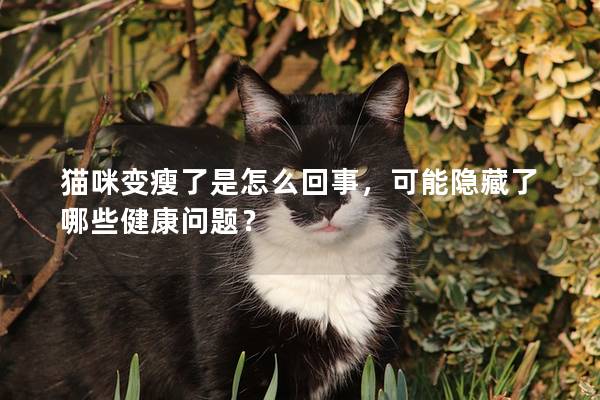 猫咪变瘦了是怎么回事，可能隐藏了哪些健康问题？