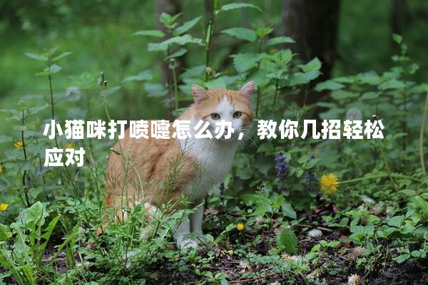 小猫咪打喷嚏怎么办，教你几招轻松应对