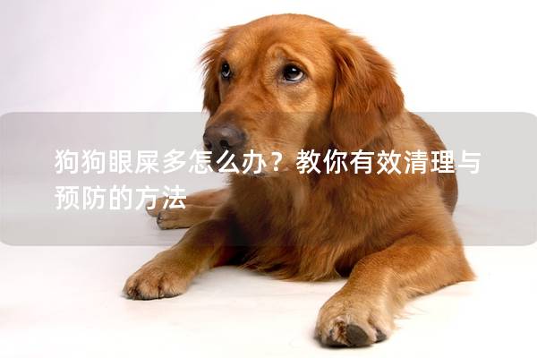 狗狗眼屎多怎么办？教你有效清理与预防的方法