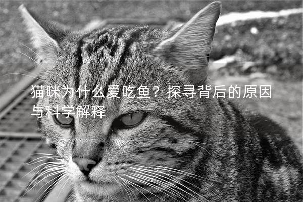 猫咪为什么爱吃鱼？探寻背后的原因与科学解释