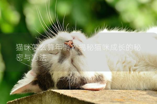 猫咪怎么算年龄？揭秘猫咪成长的秘密与方法