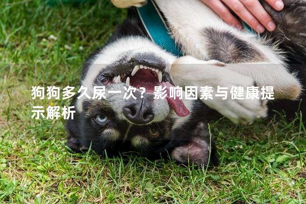 狗狗多久尿一次？影响因素与健康提示解析