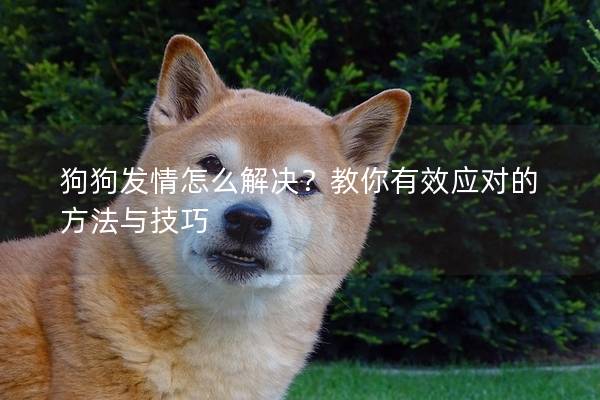 狗狗发情怎么解决？教你有效应对的方法与技巧