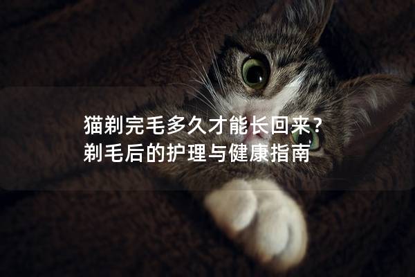 猫剃完毛多久才能长回来？ 剃毛后的护理与健康指南