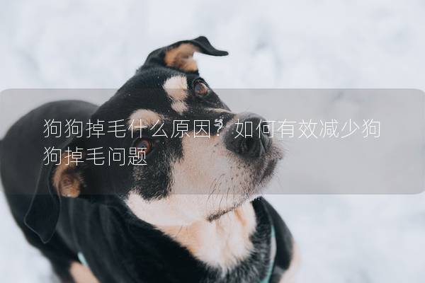 狗狗掉毛什么原因？如何有效减少狗狗掉毛问题