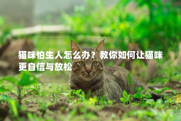 猫咪怕生人怎么办？教你如何让猫咪更自信与放松