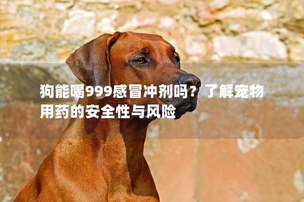 狗能喝999感冒冲剂吗？了解宠物用药的安全性与风险