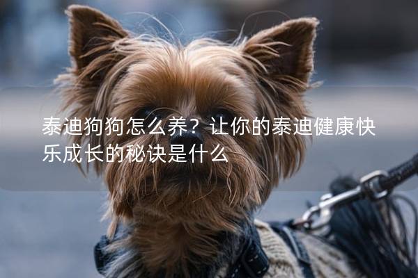 泰迪狗狗怎么养？让你的泰迪健康快乐成长的秘诀是什么