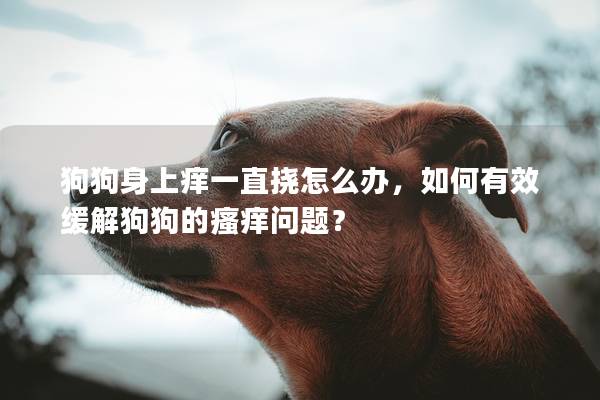 狗狗身上痒一直挠怎么办，如何有效缓解狗狗的瘙痒问题？