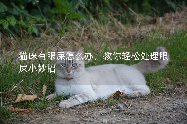 猫咪有眼屎怎么办，教你轻松处理眼屎小妙招