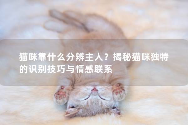 猫咪靠什么分辨主人？揭秘猫咪独特的识别技巧与情感联系