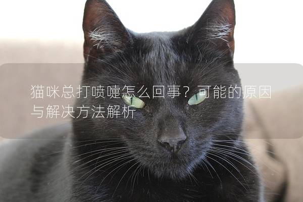 猫咪总打喷嚏怎么回事？可能的原因与解决方法解析