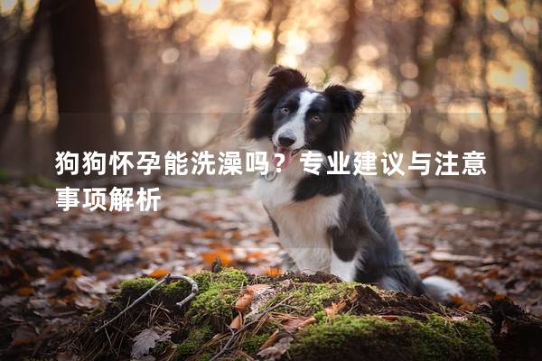 狗狗怀孕能洗澡吗？专业建议与注意事项解析