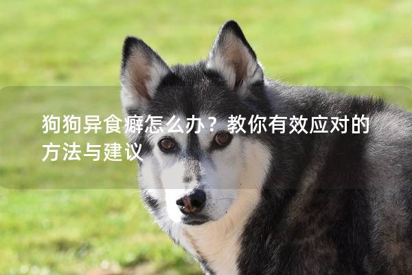 狗狗异食癖怎么办？教你有效应对的方法与建议