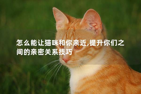 怎么能让猫咪和你亲近,提升你们之间的亲密关系技巧