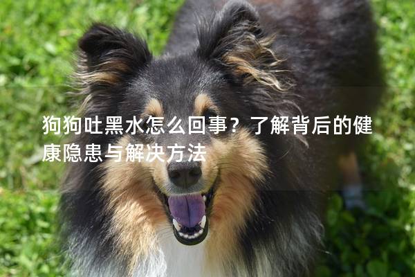 狗狗吐黑水怎么回事？了解背后的健康隐患与解决方法