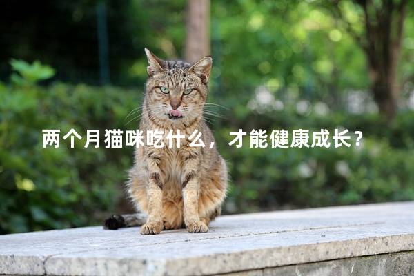 两个月猫咪吃什么，才能健康成长？