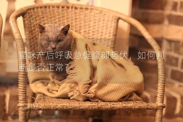 猫咪产后呼吸急促腹部起伏，如何判断是否正常？