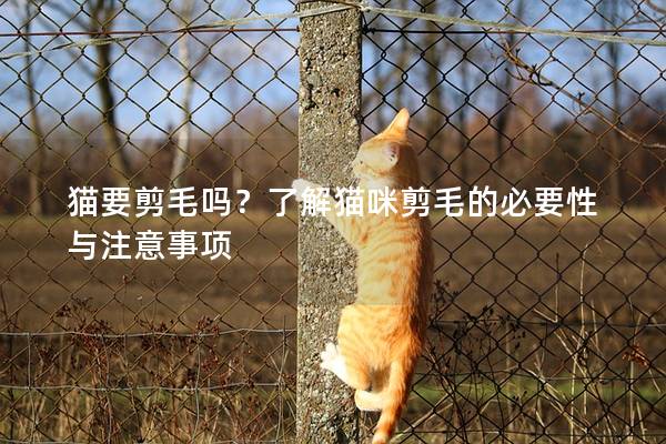 猫要剪毛吗？了解猫咪剪毛的必要性与注意事项