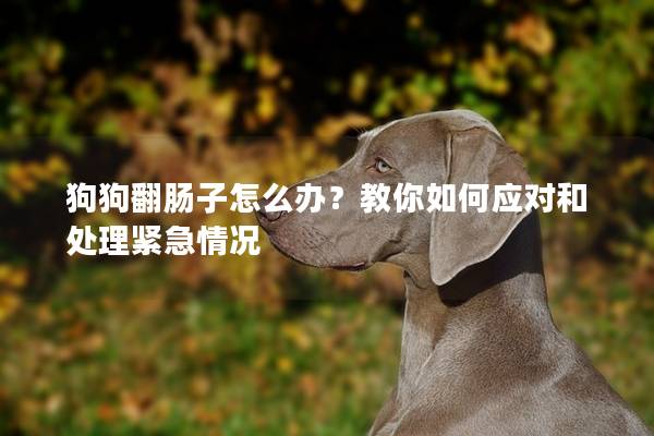 狗狗翻肠子怎么办？教你如何应对和处理紧急情况