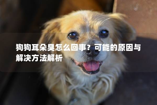 狗狗耳朵臭怎么回事？可能的原因与解决方法解析