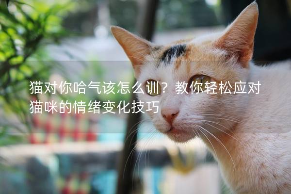 猫对你哈气该怎么训？教你轻松应对猫咪的情绪变化技巧