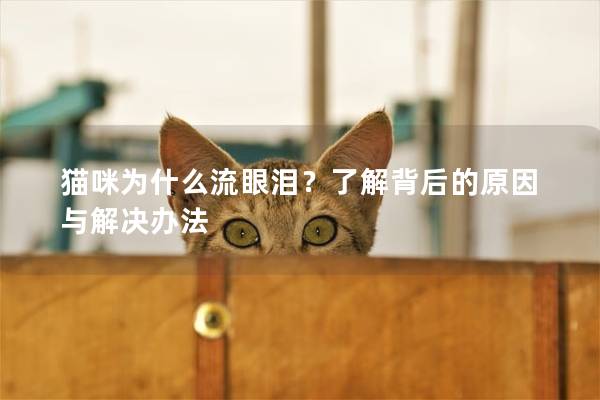 猫咪为什么流眼泪？了解背后的原因与解决办法