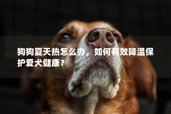 狗狗夏天热怎么办，如何有效降温保护爱犬健康？