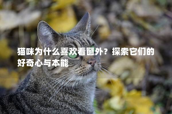 猫咪为什么喜欢看窗外？探索它们的好奇心与本能