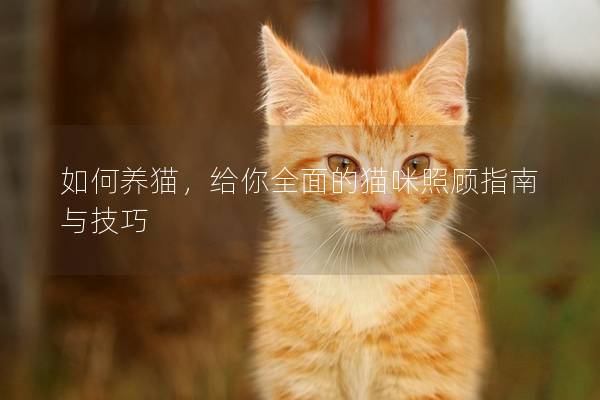 如何养猫，给你全面的猫咪照顾指南与技巧