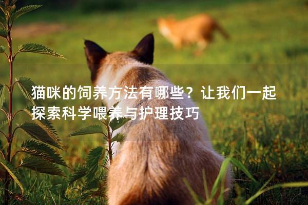 猫咪的饲养方法有哪些？让我们一起探索科学喂养与护理技巧