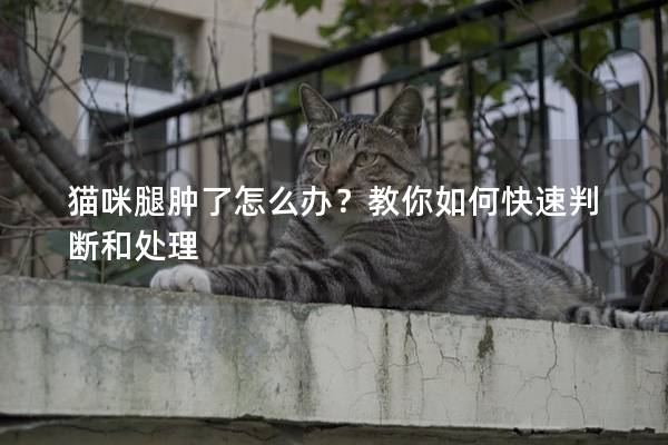 猫咪腿肿了怎么办？教你如何快速判断和处理