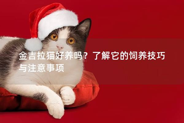 金吉拉猫好养吗？了解它的饲养技巧与注意事项