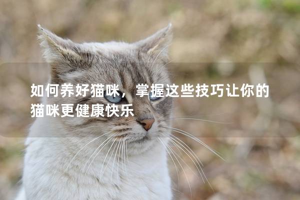 如何养好猫咪，掌握这些技巧让你的猫咪更健康快乐