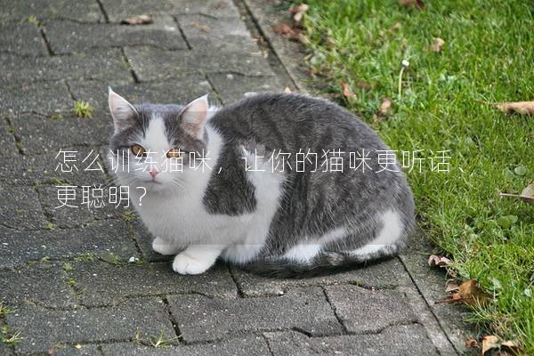 怎么训练猫咪，让你的猫咪更听话、更聪明？