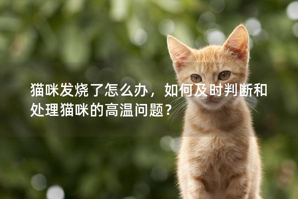 猫咪发烧了怎么办，如何及时判断和处理猫咪的高温问题？