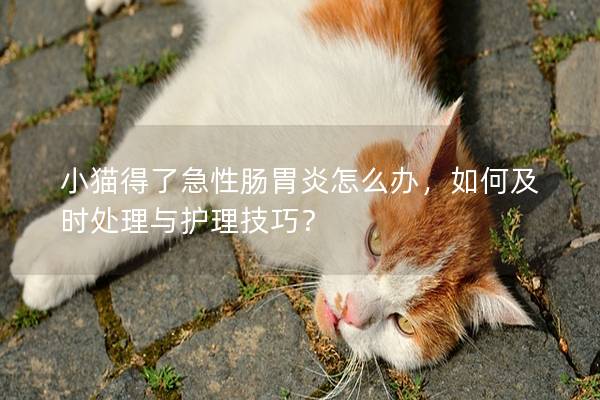 小猫得了急性肠胃炎怎么办，如何及时处理与护理技巧？