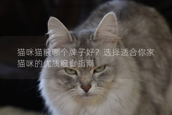 猫咪猫粮哪个牌子好？选择适合你家猫咪的优质粮食指南