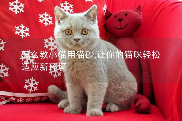 怎么教小猫用猫砂,让你的猫咪轻松适应新环境