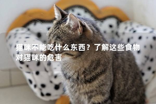 猫咪不能吃什么东西？了解这些食物对猫咪的危害