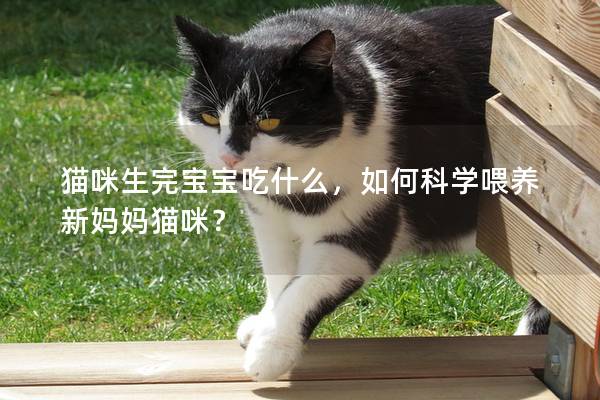 猫咪生完宝宝吃什么，如何科学喂养新妈妈猫咪？