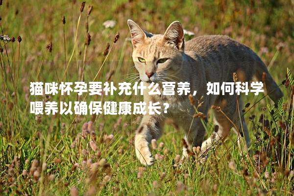 猫咪怀孕要补充什么营养，如何科学喂养以确保健康成长？