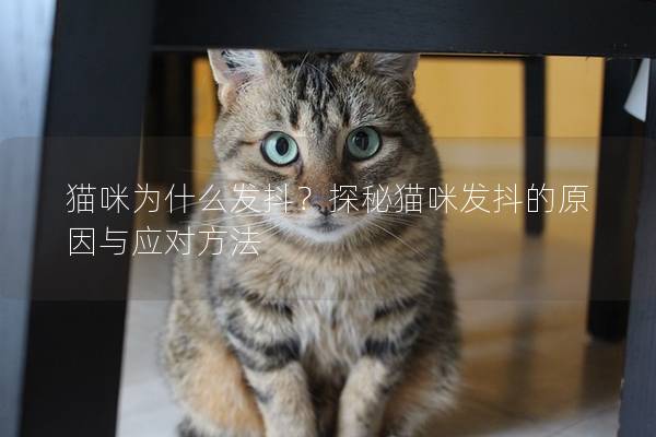 猫咪为什么发抖？探秘猫咪发抖的原因与应对方法