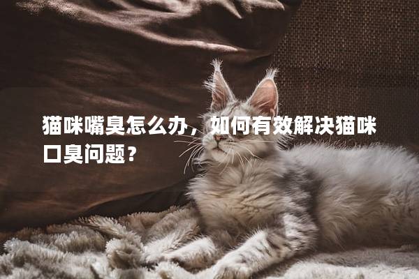 猫咪嘴臭怎么办，如何有效解决猫咪口臭问题？