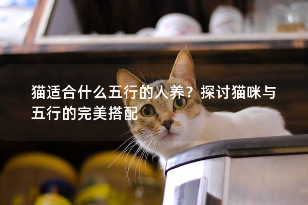 猫适合什么五行的人养？探讨猫咪与五行的完美搭配